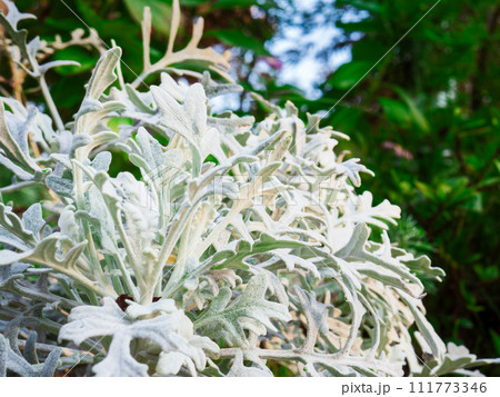 柔らかい白い繊毛に覆われたシロタエギク(白妙菊)の葉 柔らかい白い繊毛に覆われたシロタエギク(白妙菊)の葉 111773346