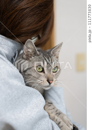 ネコを抱きしめる　サバトラ猫 111773830
