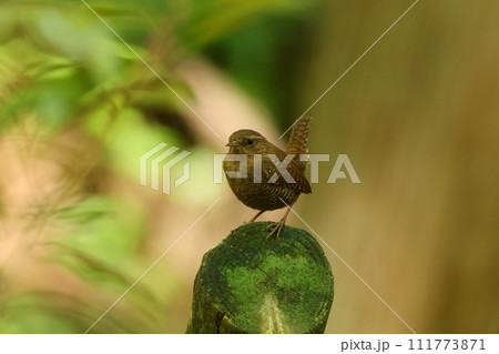 ミソサザイ　渓流沿いに住む小さい野鳥　こげ茶色で保護色 111773871