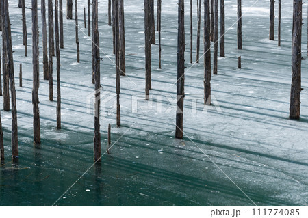 凍りつく池と立ち枯れの木　自然湖 111774085