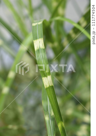 Chinese silver grass Strictus 111774504