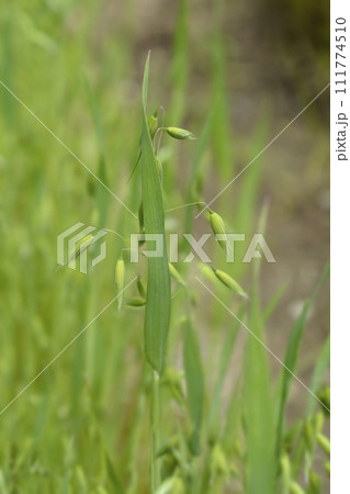 Common oat Common oat 111774510
