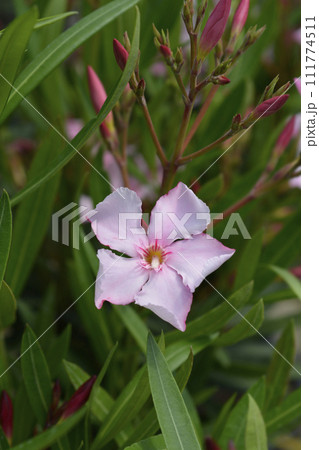 Common oleander Common oleander 111774511
