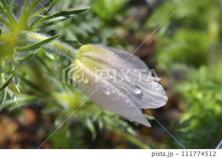 Pasque flower Perlen Glocke 111774512