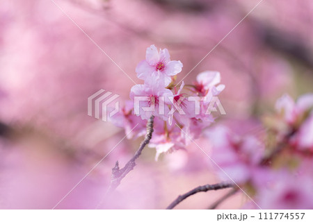 満開の河津桜 111774557