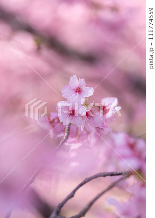 満開の河津桜 満開の河津桜 111774559