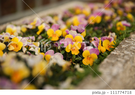 花壇の花 花壇の花 111774718