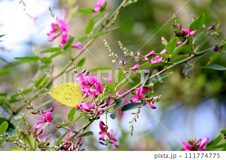初秋に咲く萩の花は紫色で存在感を誇示する 111774775