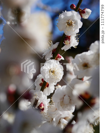 白い梅の花 白い梅の花 111774799