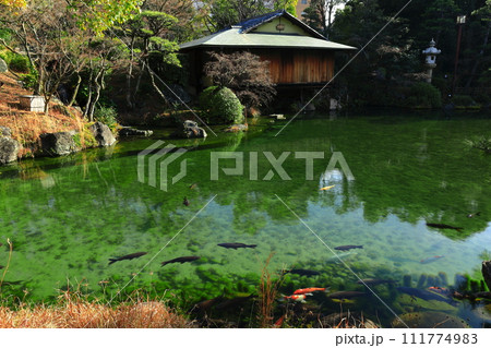 【兵庫県】晴天の相楽園 【兵庫県】晴天の相楽園 111774983