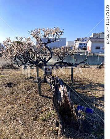 晴天に映える根性の梅の花 晴天に映える根性の梅の花 111775105