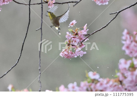 河津桜とメジロ 河津桜とメジロ 111775395