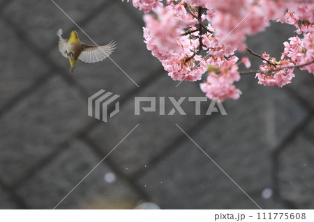 満開の桜と戯れるメジロ 111775608