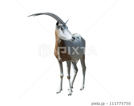 oryx dammah isolated on white background 111775750
