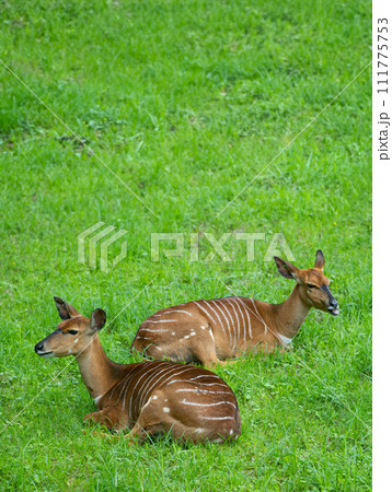 Tragelaphus angasii lying on green grass 111775753