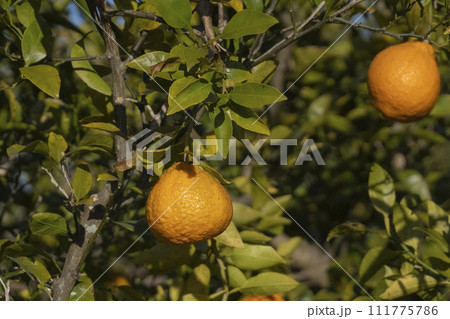 みかんの木 みかんの木 111775786