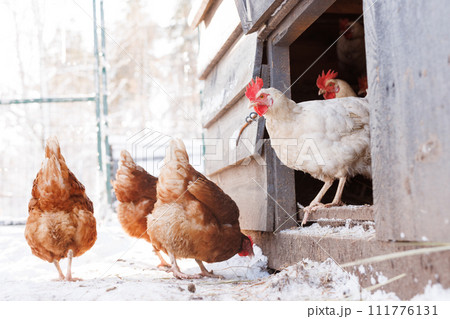 chicken walking on an eco-poultry farm in winter, free-range chicken farm chicken walking on an eco-poultry farm in winter, free-range chicken farm 111776131