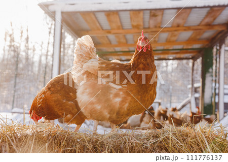 chicken eats feed and grain on eco poultry farm, free range poultry farm chicken eats feed and grain on eco poultry farm, free range poultry farm 111776137