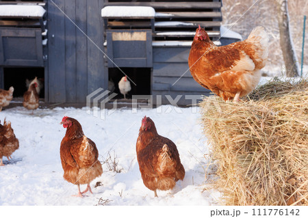 chicken eats feed and grain on eco poultry farm, free range poultry farm chicken eats feed and grain on eco poultry farm, free range poultry farm 111776142