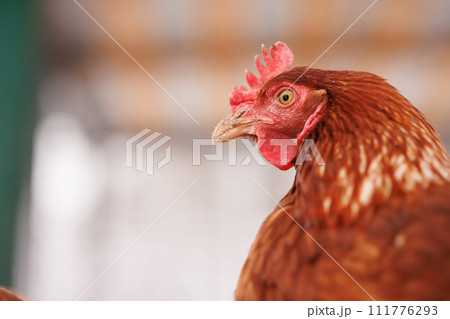 chicken close-up of an eco-poultry farm in winter, free-range chicken farm 111776293