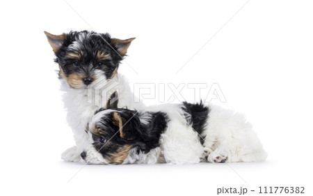 Biewer terrier pups on white background 111776382