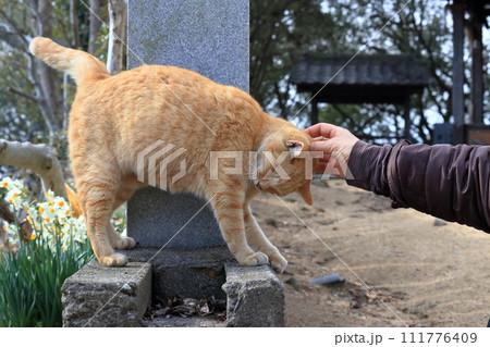 男木島の猫　かいてください　（香川県　高松市） 111776409