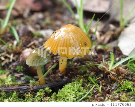 ワカクサタケの生態写真 ワカクサタケの生態写真 111776662