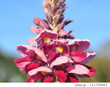 クズの花のアップ 111776663