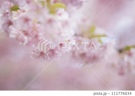 ふんわりとした緋寒桜の花 ふんわりとした緋寒桜の花 111776834