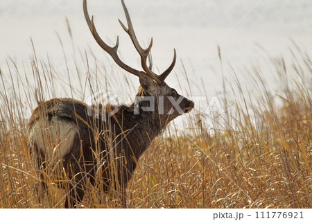 野付半島で出会ったオスのエゾシカ 野付半島で出会ったオスのエゾシカ 111776921