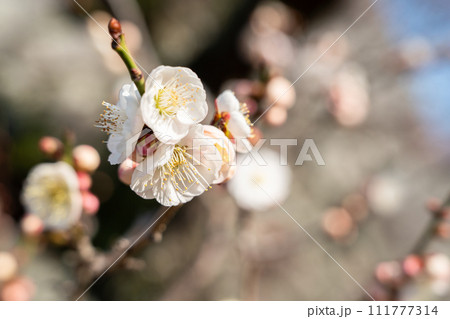 うめ 春告草 ソシンロウバイ 111777314