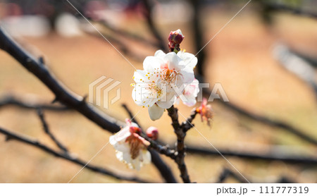 うめ 春告草 ソシンロウバイ 111777319