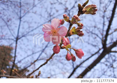 春の訪れを告げる桜 111777374