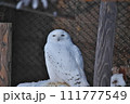 見つめるシロフクロウ 111777549