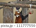 木に登るレッサーパンダ 111777550
