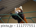 レッサーパンダ 111777551