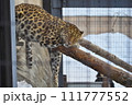 うたた寝をするヒョウ 111777552