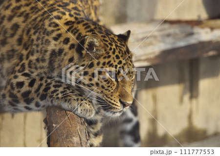 こちらを見つめるヒョウ 111777553