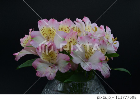 アルストロメリアの切り花　ピンクと黄色の花びらに鮮明な縞模様 111777608