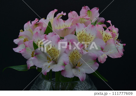 アルストロメリアの切り花 ピンクと黄色の花びらに鮮明な縞模様 アルストロメリアの切り花 ピンクと黄色の花びらに鮮明な縞模様 111777609