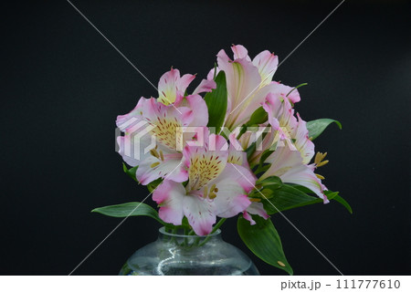 アルストロメリアの切り花　ピンクと黄色の花びらに鮮明な縞模様 111777610