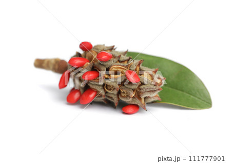 Magnolia seeds and leaves on white Magnolia seeds and leaves on white 111777901
