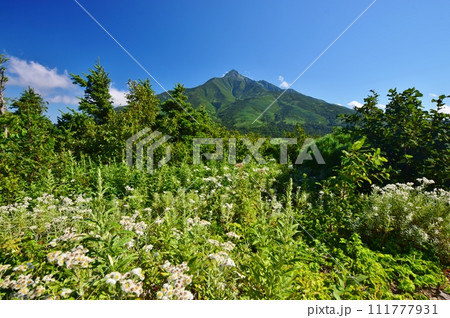 利尻島の夏景色 111777931