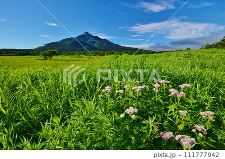 利尻島の夏景色 111777942