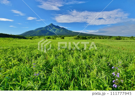 利尻島の夏景色 111777945