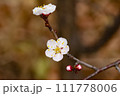 梅の花 111778006