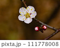 梅の花 111778008
