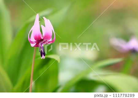 春の妖精カタクリの花を一輪だけクローズアップ 111778289
