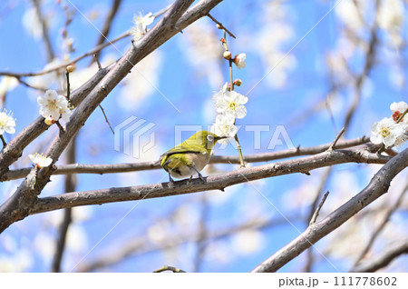 梅の花とメジロ　爽やかな春の空　 111778602