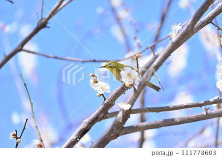 梅の花とメジロ 爽やかな春の空 梅の花とメジロ 爽やかな春の空 111778603